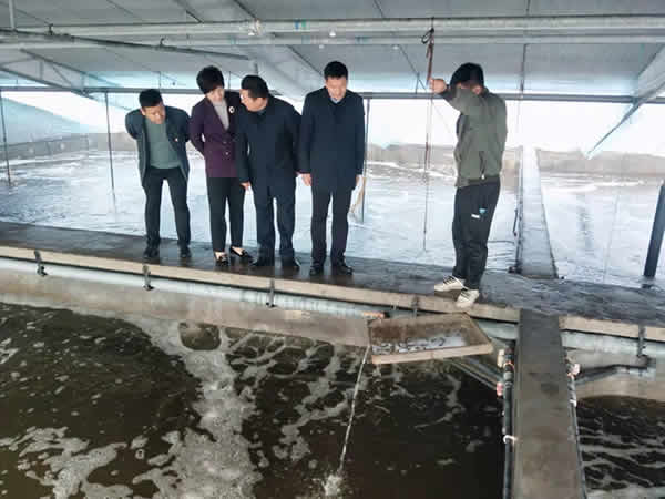 新聞=縣政府王縣長等各級領導一行，蒞臨我司指導檢查生態(tài)循環(huán)養(yǎng)殖工作04.jpg