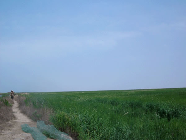 大米草灘涂生態(tài)養(yǎng)殖基地