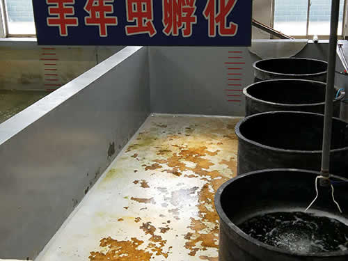 豐年蟲孵化